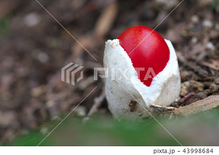 タマゴタケ 43998684