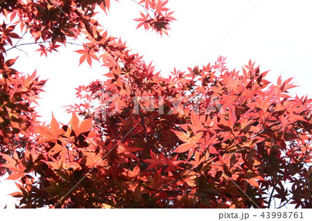 台湾 宜蘭 太平山 43998761