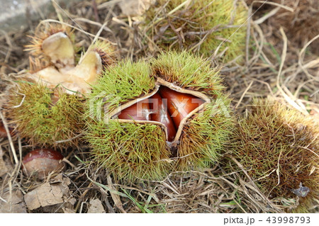 毬栗 毬栗 43998793