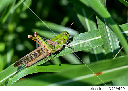 トノサマバッタ 43999669