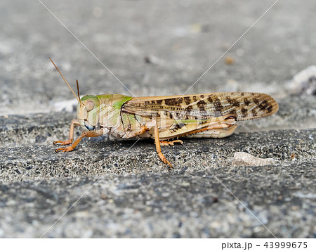 褐色系のトノサマバッタ 褐色系のトノサマバッタ 43999675