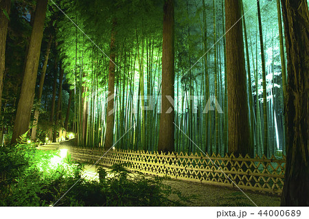 偕楽園　竹　イルミネーション 44000689