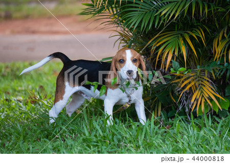 Close up of cute young Beagle playing in field 44000818