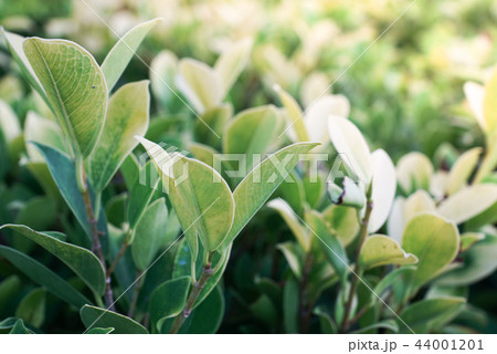 Lofty Fig or Ficus altissima Blume is a large tree 44001201