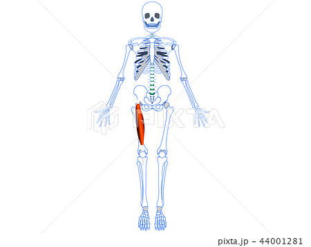 大腿四頭筋 大腿直筋のイラスト素材