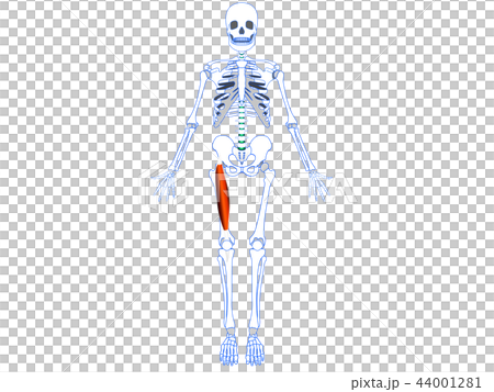 Quadriceps femoris rectus Quadriceps femoris rectus 44001281