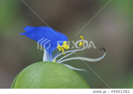 つゆ草、しべのアップ つゆ草、しべのアップ 44001382