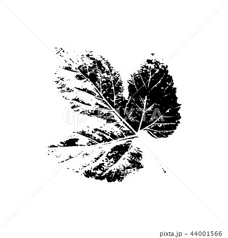 Tree leave silhouette. Plant and nature single isolated clipart Tree leave silhouette. Plant and nature single isolated clipart 44001566
