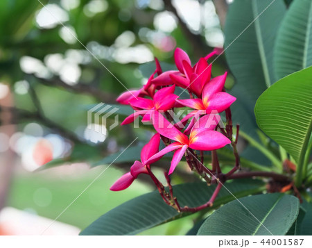 Plumeria flowers close-up on green background Plumeria flowers close-up on green background 44001587