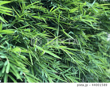 Thai bamboo leaves background Thai bamboo leaves background 44001589
