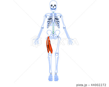 大腿四頭筋 44002272