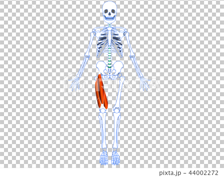 大腿四頭筋 44002272