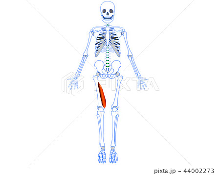 大腿四頭筋　内側広筋 44002273