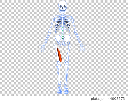 大腿四頭筋　内側広筋 44002273