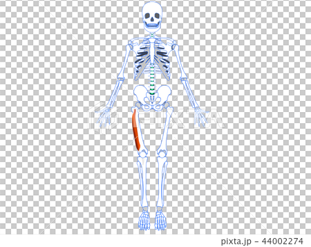 大腿四頭筋 外側広筋 大腿四頭筋 外側広筋 44002274