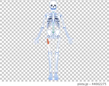 大腿四頭筋 中間広筋 大腿四頭筋 中間広筋 44002275