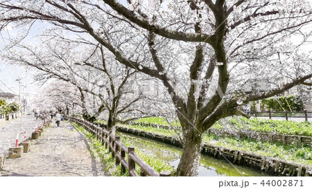 日本 ジャパン 日本国 44002871