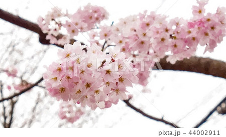 日本 ジャパン 日本国 44002911