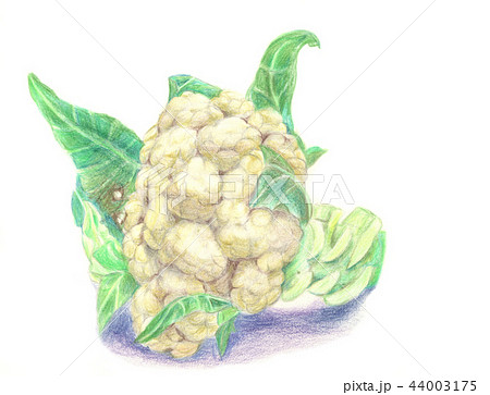 ブロッコリー ブロッコリ ミドリハナヤサイ 44003175