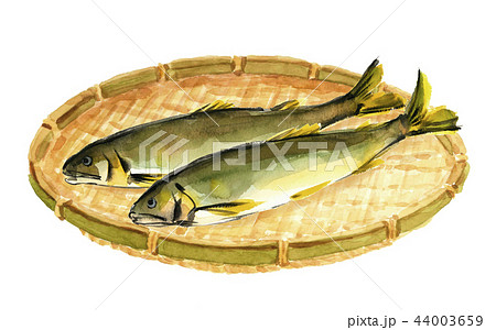 あゆ  鮎 水彩 ざる 44003659