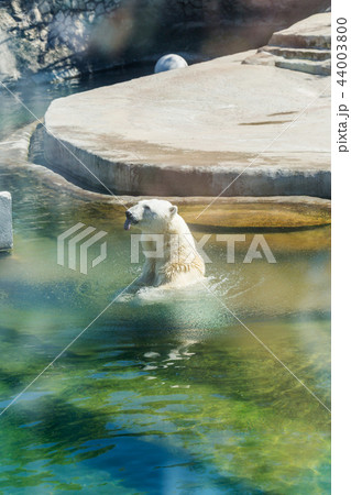White polar bear 44003800