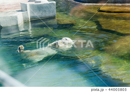 White polar bear 44003803