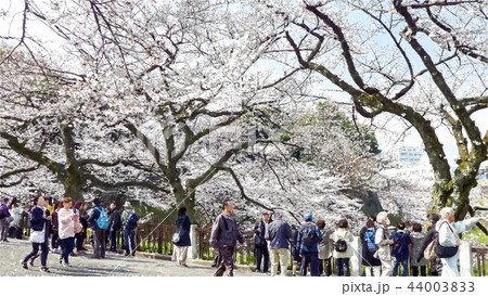 日本 ジャパン 日本国 44003833