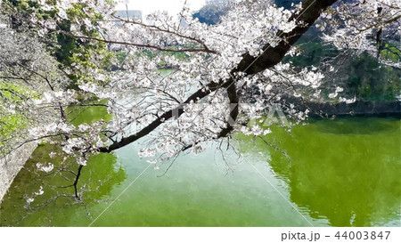 日本 ジャパン 日本国 44003847