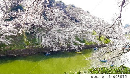 日本 ジャパン 日本国 44003856