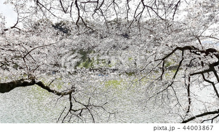日本 ジャパン 日本国 44003867