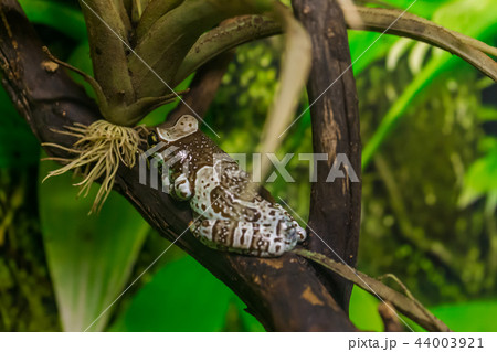 Amazon milk frog Amazon milk frog 44003921