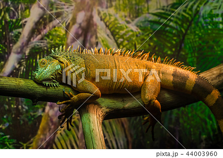 Reptile Iguana lizard 44003960