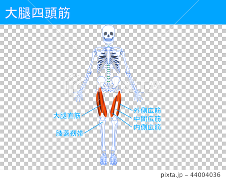 大腿四頭筋 44004036