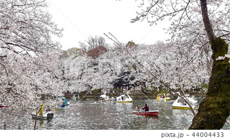 日本 ジャパン 日本国 44004433