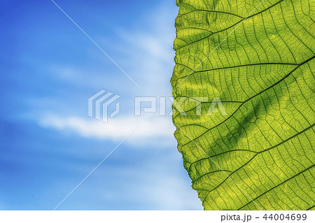 Fresh green leaves and blue sky background. 44004699