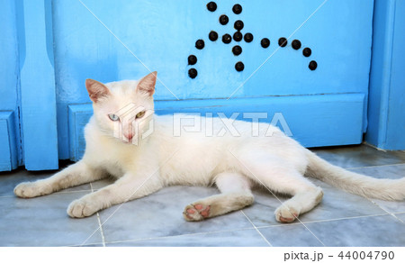 Street cat resting near the door in Sidi Bou Said Street cat resting near the door in Sidi Bou Said 44004790