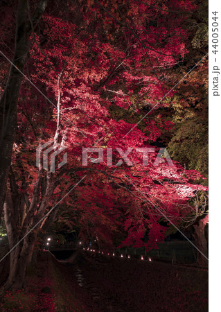 【紅葉　もみじ回廊　河口湖】 44005044