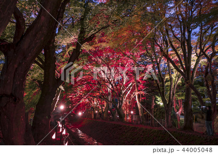 【紅葉　もみじ回廊　河口湖】 44005048