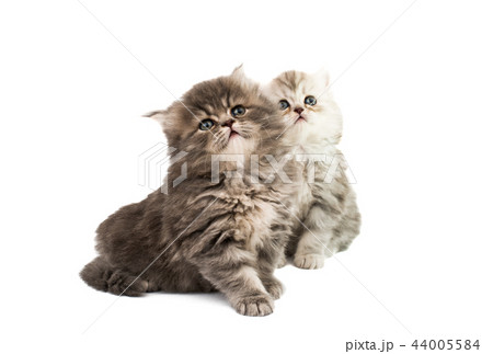 fluffy kittens isolated 44005584