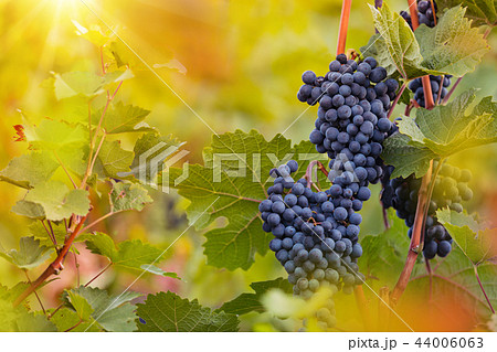 Bunch of grapes on a vineyard during sunset. 44006063