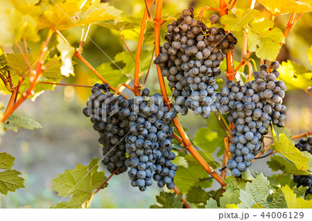 Bunch of grapes on a vineyard during sunset. Bunch of grapes on a vineyard during sunset. 44006129