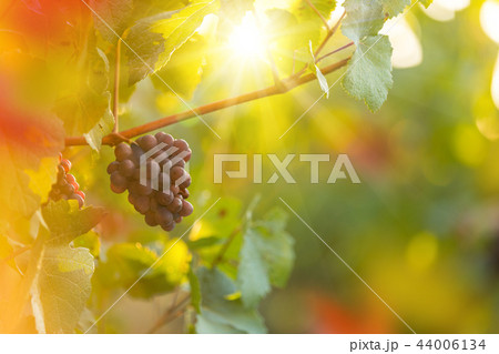 Bunch of grapes on a vineyard during sunset. Bunch of grapes on a vineyard during sunset. 44006134