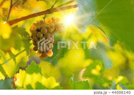 Bunch of grapes on a vineyard during sunset. Bunch of grapes on a vineyard during sunset. 44006140
