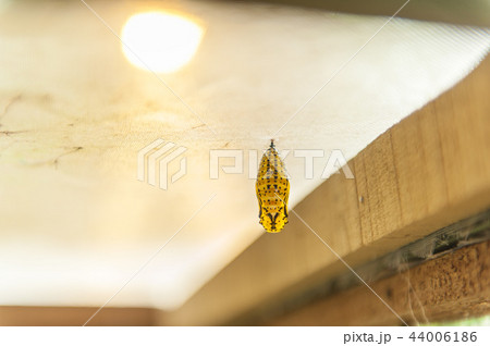昆虫 虫 蟲 44006186
