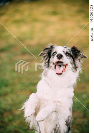 Border Collie Adult Dog Staying On Paws In Green Grass. Close Up Border Collie Adult Dog Staying On Paws In Green Grass. Close Up 44006228