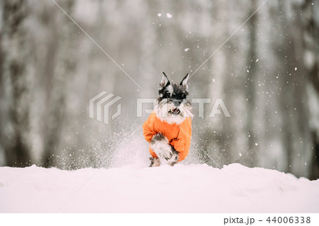 Miniature Schnauzer Dog Or Zwergschnauzer Sitting In Outfit Play 44006338