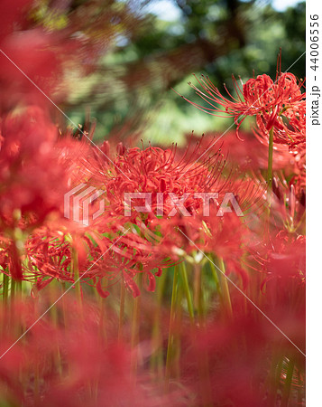 景観　埼玉県巾着田　彼岸花 44006556