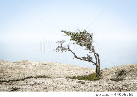 Lone juniper tree on high shore, Crimea Lone juniper tree on high shore, Crimea 44006569