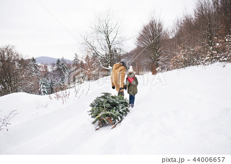 Grandfather and small girl getting a Christmas tree in forest. Grandfather and small girl getting a Christmas tree in forest. 44006657
