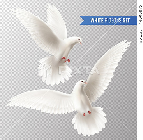 White Dove Setのイラスト素材 [44006875] - PIXTA